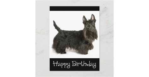 Happy Birthday Scottish Terrier Puppy Postcard