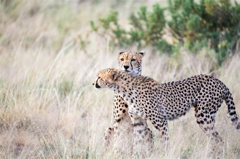 Two Cheetahs Clean Each Other S Fur In The Tall Grass Stock Image