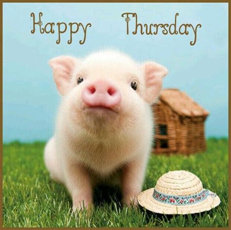 Pin By Tammy Rosales On Thursday Cute Animals Cute Piglets Cute Piggies