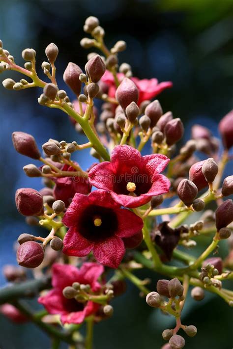 Bell Shaped Flowers Of The Australian Native Flame Tree Brachychiton