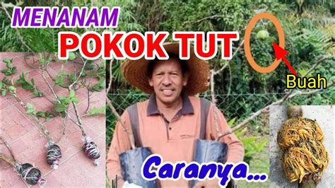 *cara mudah tut pokok sendiri*. CARA MENANAM POKOK TUT (CANGKOK) - YouTube