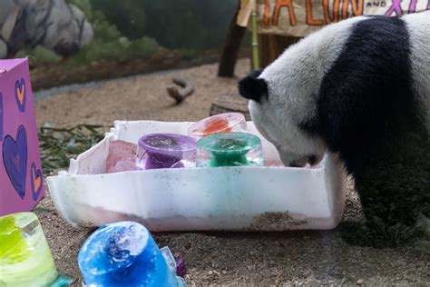 Panda Updates Wednesday September 8 Zoo Atlanta