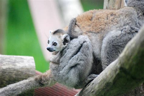 Crowned Lemur Infant At Twycross 180513 Zoochat