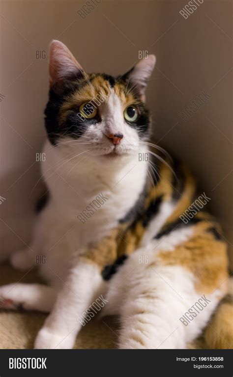 Calico Cat Dilated Image And Photo Free Trial Bigstock