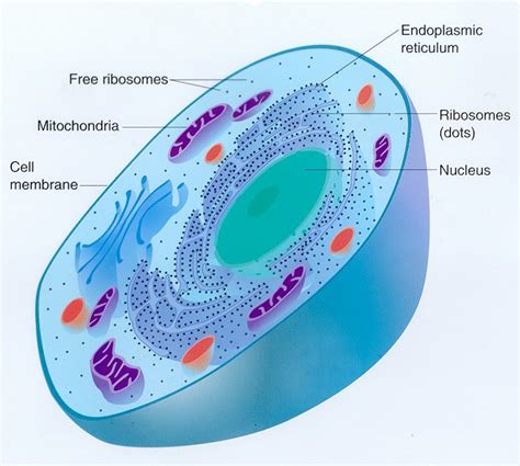 Eukaryotic cells are cells of the higher organisms, containing a true nucleus bounded by a nuclear membrane. Medical Pictures Info - Eukaryotic