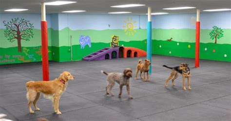 Doggy Daycare