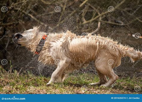 Golden Retriever Shaking Off Water After Bath Stock Photo Image Of