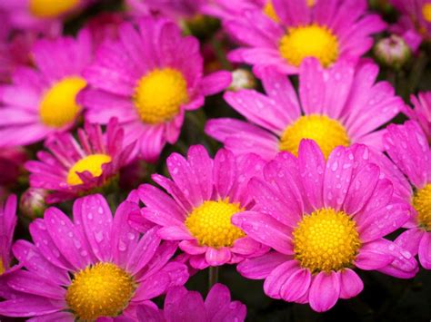 Beautiful Pink Flowers Chrysanthemum Pink And Yellow
