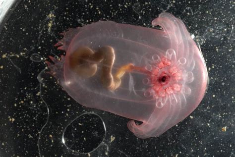 20 Beautiful Animals That Live Under The Sea