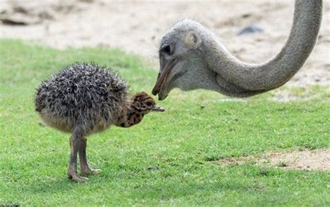 Listen here you little shits. Cute ostrich mother and baby