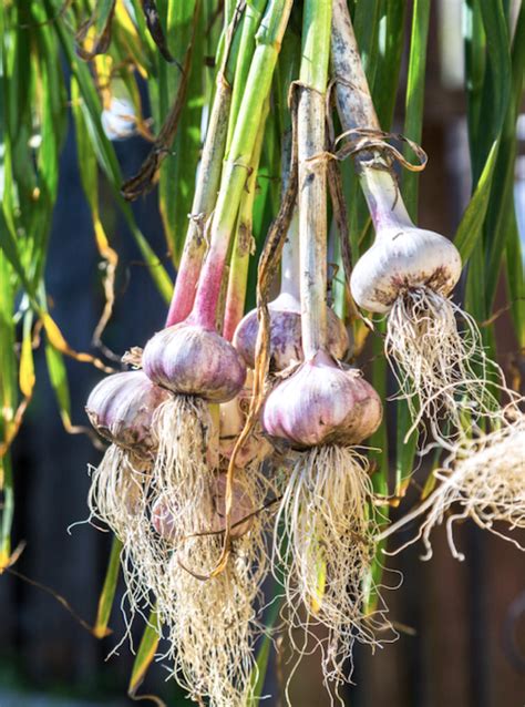 How To Grow Garlic Planting Garlic Bulbs Australia Australian House