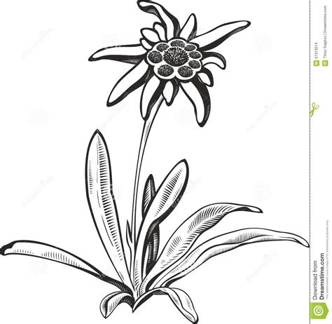 Contact opnemen met de leverancier. Het Edelweiss (leontopodium) Bloem Zwarte Van Het ...