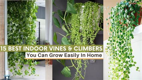 15 Best Indoor Vines And Climbers You Can Grow Easily In Home Vines