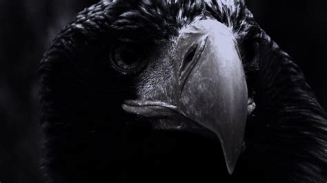 Black Eagle Wallpapers Top Free Black Eagle Backgrounds Wallpaperaccess