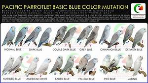 Stunning Blue Color Mutations Of Pacific Parrotlets