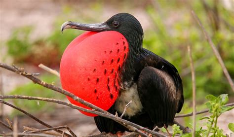 Top 6 Birds Of The Galápagos Archipelago Australian Geographic
