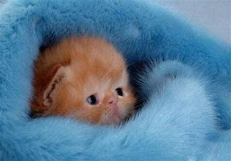 These free cat photos are purrfect. 18 of the Cutest Kittens | Cuteness Overflow