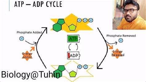 ✅ share and discuss the latest trends across the atp tour. ATP-ADP Cycle in Bengali.. - YouTube