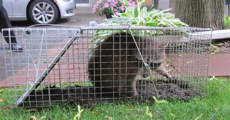 Wildlife Animal Trapping Services Nj Pest Control