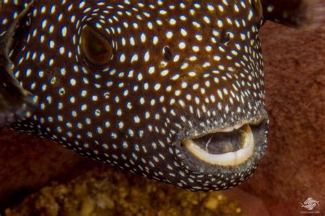 Guineafowl Pufferfish Facts And Photographs Seaunseen