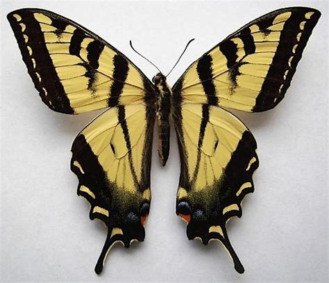 Western Tiger Swallowtail Papilio Rutulus BugGuide Net