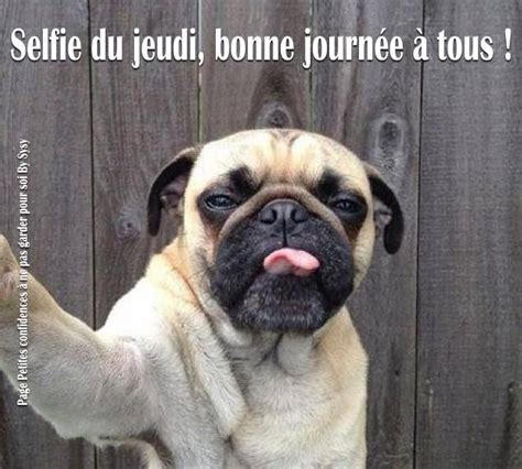 Selfie Du Jeudi Bonne Journée à Tous Jeudi Chien Humour Selfie