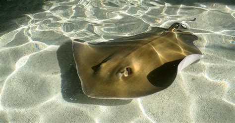 Southern Stingray Saint Louis Zoo