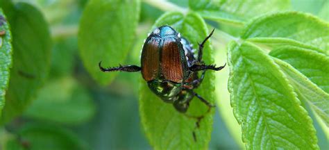 Fighting Japanese Beetles Lv Home And Garden