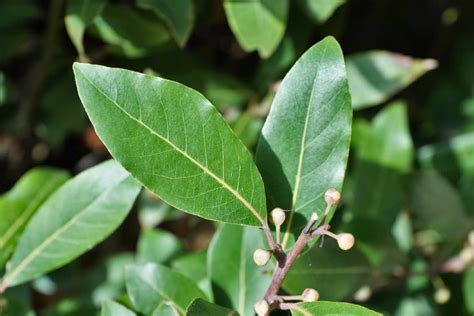 Evergreen Laurel Stays Green In Winter