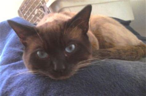 Beautiful, healthy traditional siamese kittens. Pets! | Page 8 | The StephenKing.com Message Board
