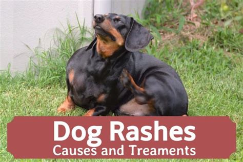 Dog Skin Rashes Symptoms Causes And Cures Pethelpful