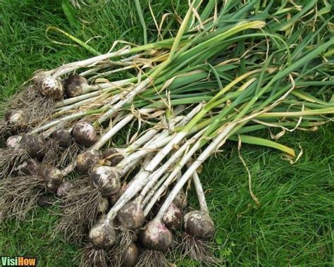 Growing Garlic Indoor Growing Vs Outdoor Planting Visihow