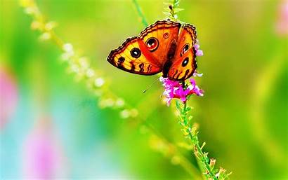Bright Colorful Backgrounds Desktop Butterfly Wallpapersafari