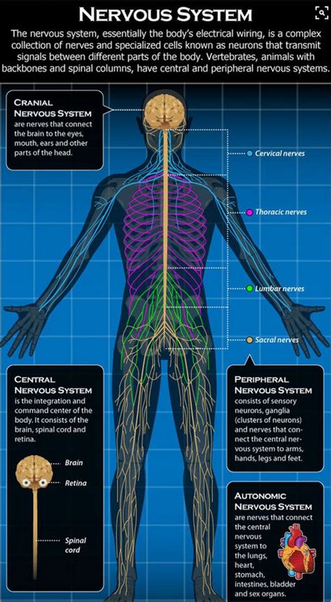 These neurons can only send information one way. Pin by bisi atilola on medical pics | Human nervous system, Nervous system, Peripheral nervous ...