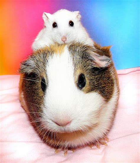 Petsit For Guinea Pigs Hamsters Cage Available For Rent Moo Moo Pets Blog