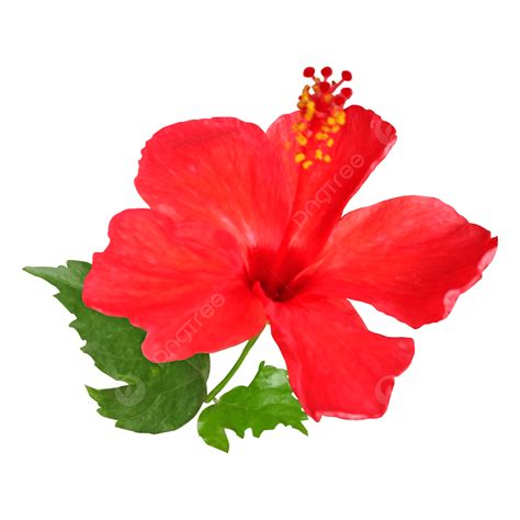 Hibiscus Flowers Png Picture Hibiscus Flowers Image Flower Hibiscus