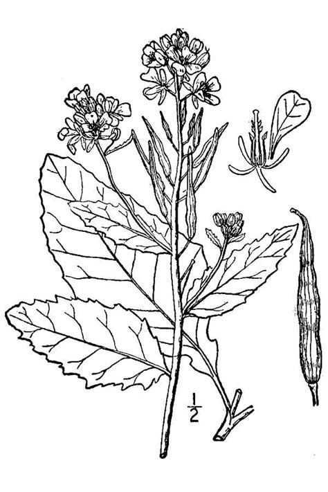 Large Image For Sinapis Arvensis Charlock Mustard Usda Plants