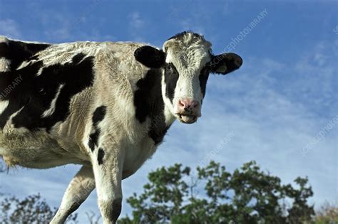 Heifer Cow Stock Image C0097317 Science Photo Library