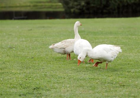 White Ducks On The Green Grass Stock Image Image Of Waterfowl