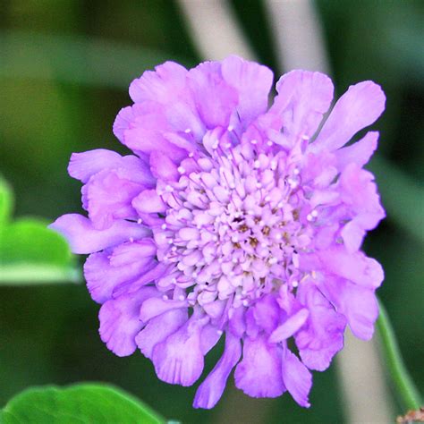 Pincushion Flowerblue Scabiosa