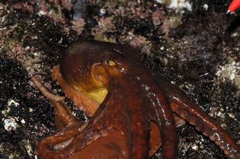 23 Cool Octopus Facts That Are Really Fascinating