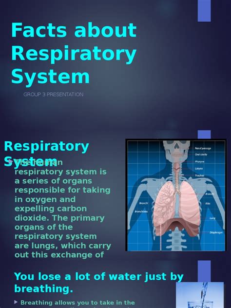 Facts About Respiratory System Respiratory System Breathing
