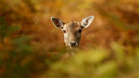 Covid 19 Mutations In Ny Deer Raise Questions About Human Impact Study