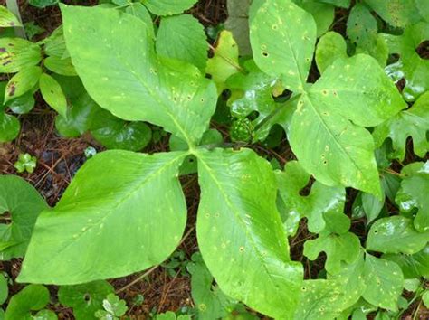 How To Identify Poison Ivy University Of Maryland Extension