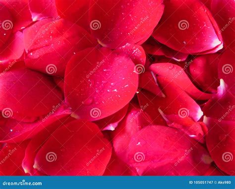 Rose Petals Red Colour Closeup Background Wallpaper Stock Image Image