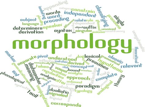 Morphology Definition Javatpoint