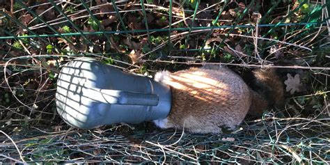 Fox With Watering Can On Head Prompts Rescue Operation Indy100