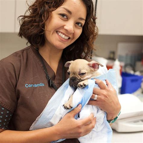 1st Pet Vet Mesa Az Maricopa Animal Hospital Home Spay And Neuter