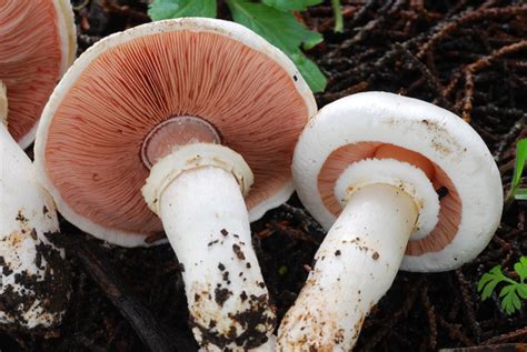 Agaricus Mushroom Species The Santa Cruz Mycoflora Project