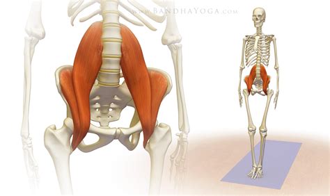 The Role Of The Psoas In Riding Inbodied Living And Co